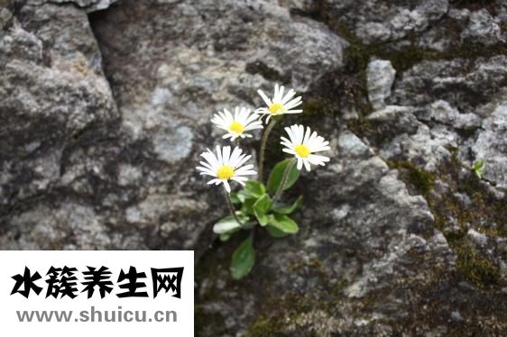 连花清瘟颗粒