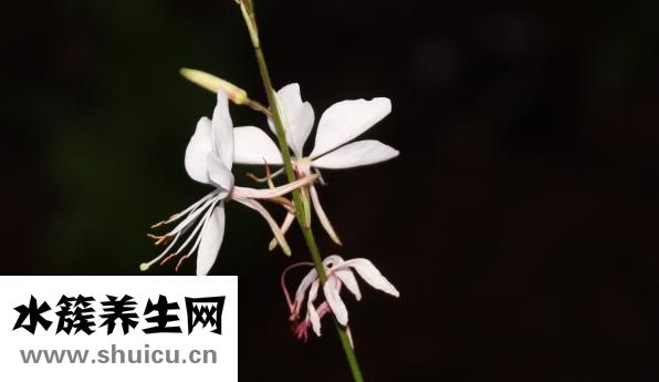 速效救心丸