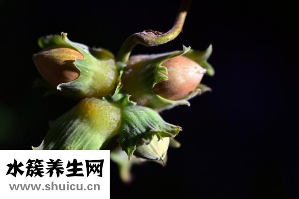 瓜蒌的功效与作用