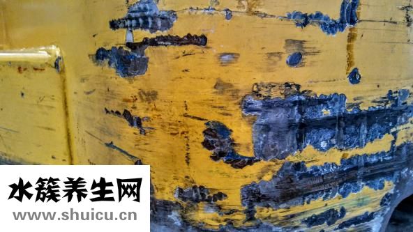 大黄的功效与作用