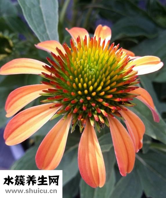 牡丹皮的功效与作用
