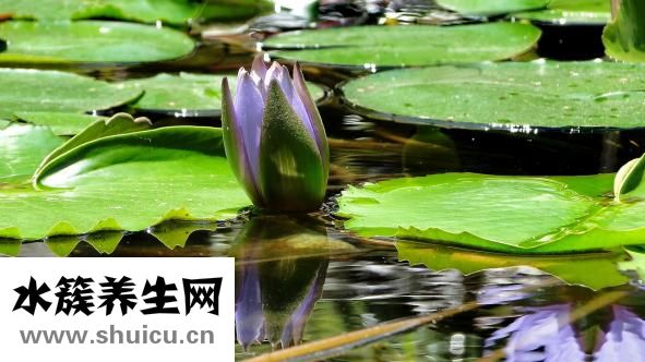 连花清瘟颗粒：清热解毒凉血利咽