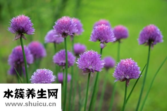 连花清瘟颗粒