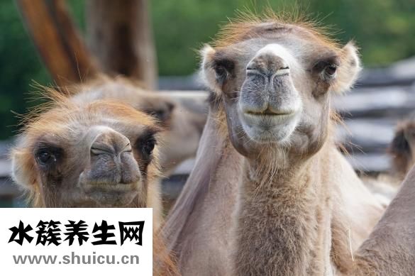 七步洗手法图片