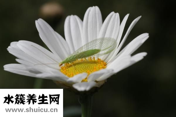 独活的功效与作用