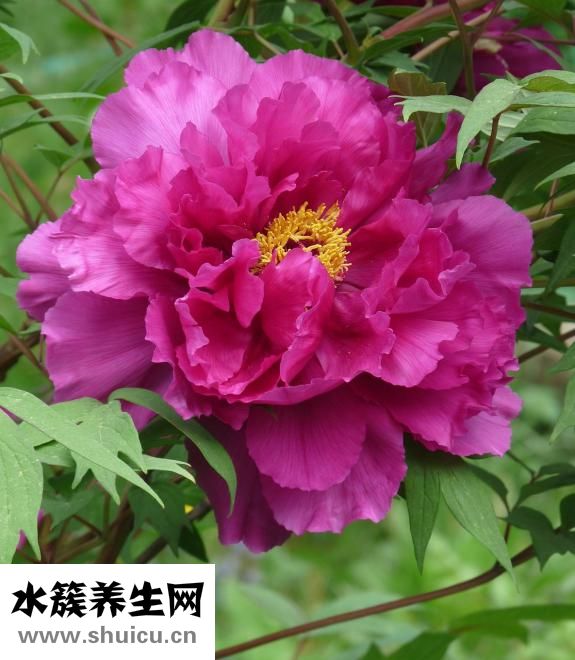 田七的功效与作用