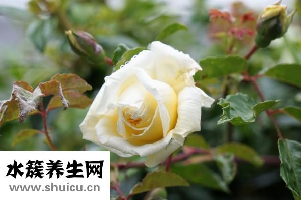 嗳气是什么意思