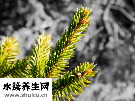 板蓝根的功效与作用
