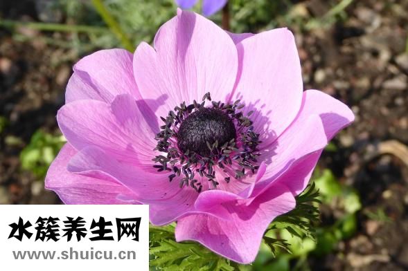 益智仁的功效与作用