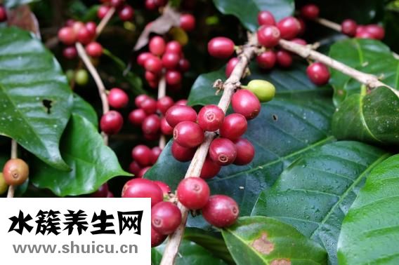 炉甘石洗剂