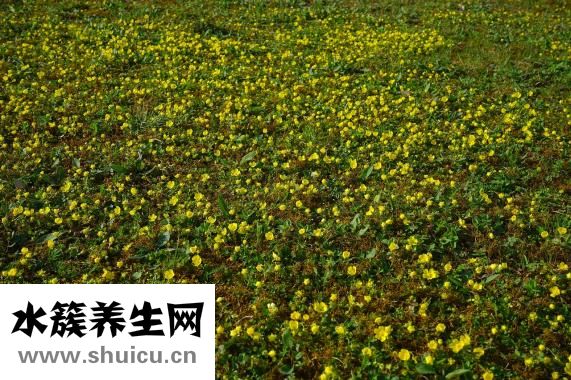 法半夏的功效与作用