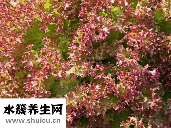 橘子的功效与作用
