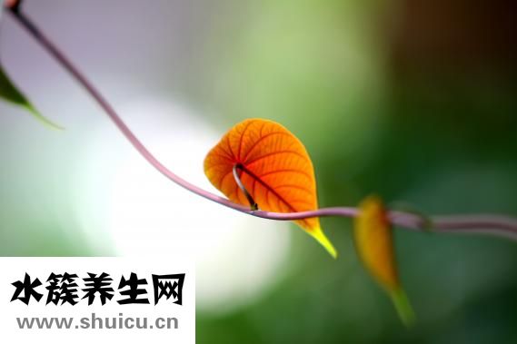 大黄的功效与作用