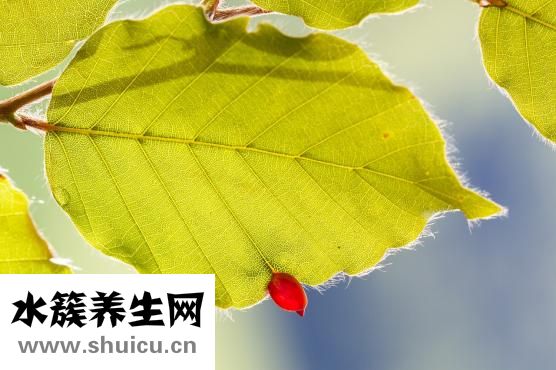 营养丰富有助预防冠病和降血压