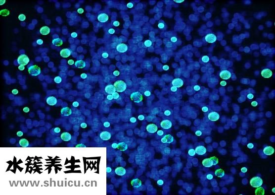 柴胡舒肝丸