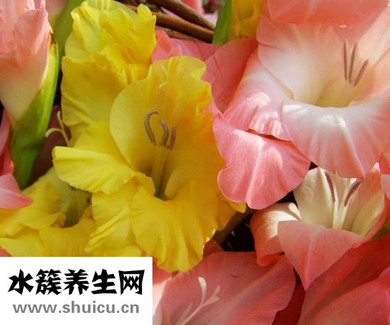 炉甘石洗剂