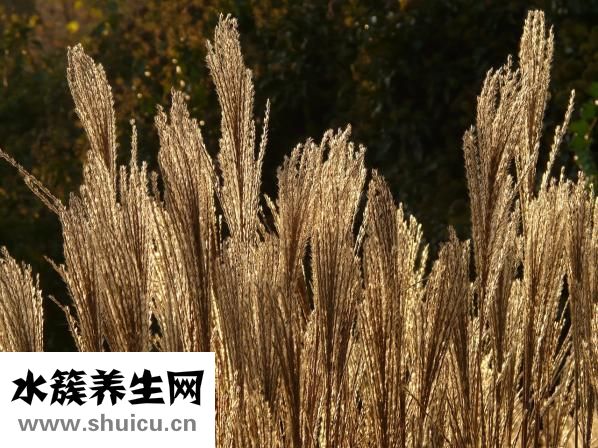 法半夏的功效与作用
