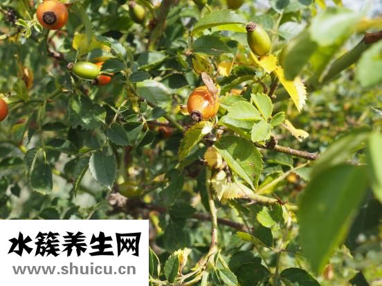 龙眼和桂圆的区别
