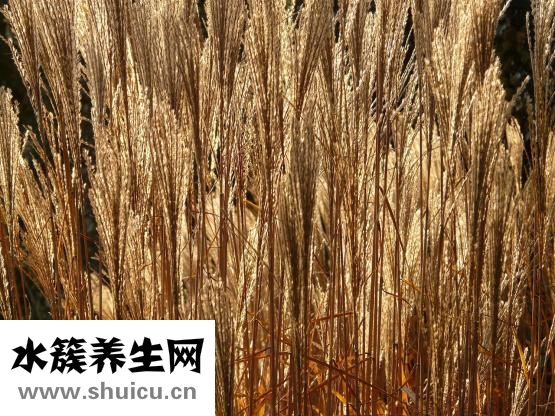 加味逍遥丸