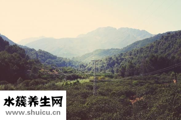 柏子仁的功效与作用