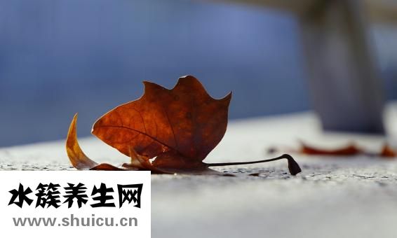 车前子的功效与作用