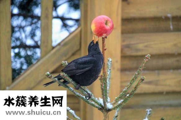 胶体果胶铋胶囊