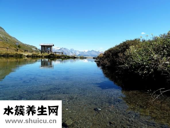 碱性磷酸酶