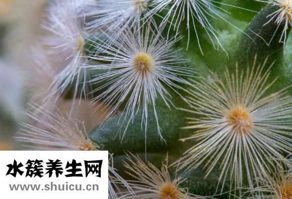 甲状腺乳头状癌
