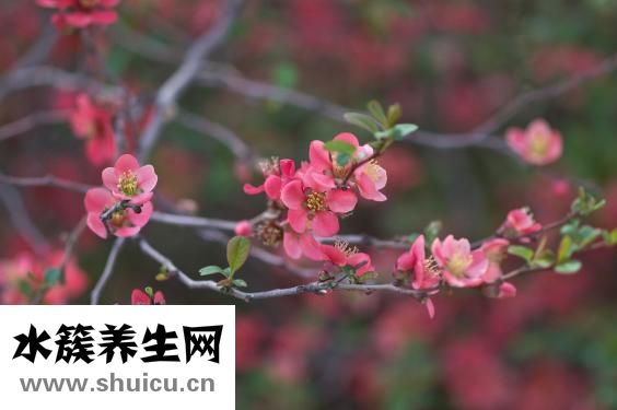 海棠果的功效与作用