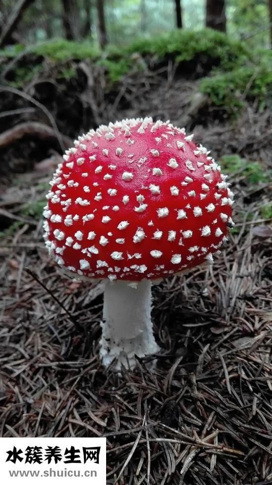 疙瘩汤的家常做法