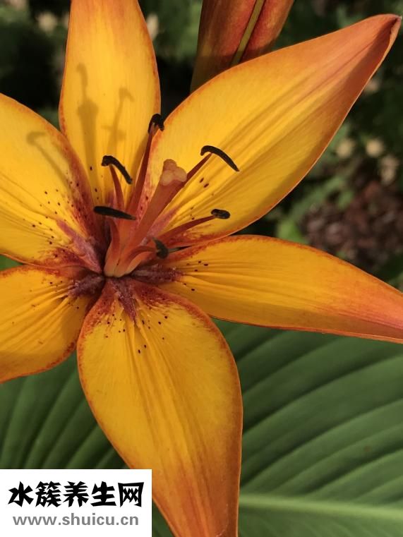 黄花菜的功效与作用