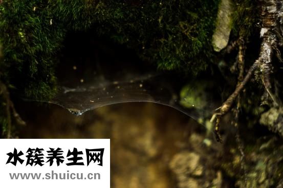 麻腮风疫苗