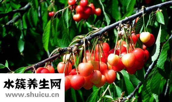 黄花菜的功效与作用