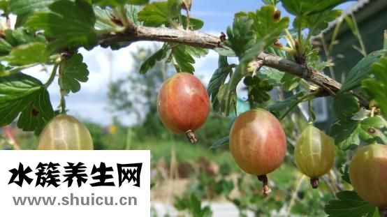 番石榴的功效与作用