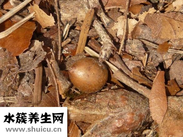 胶体果胶铋胶囊