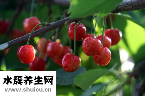 柏子仁的功效与作用