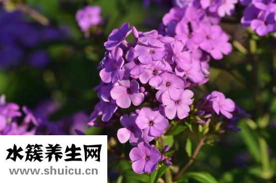 穿心莲主治急性咽喉炎口舌生疮