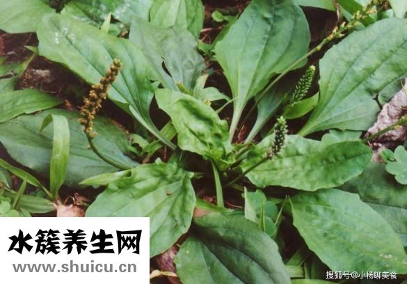 车前草对泌尿系统功效非常显著可具有清热去火功效