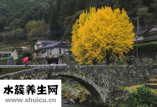 银杏叶图片