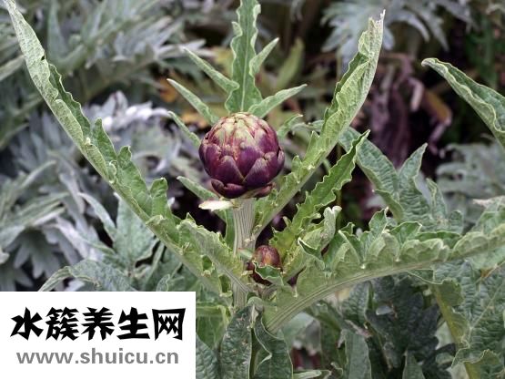 韭菜炒鸡蛋