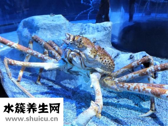 吃螃蟹不能吃什么