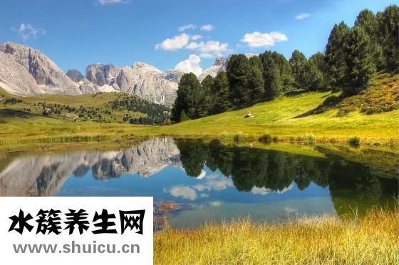 鲜花图片大全