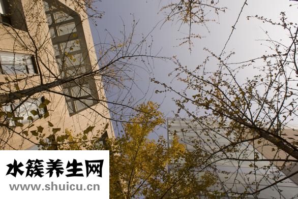 银杏果能吃吗