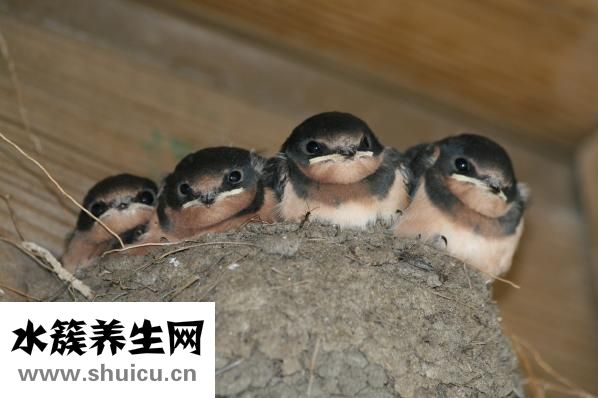 马凡综合征