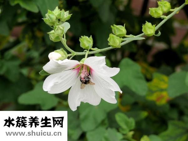 鲜花图片大全