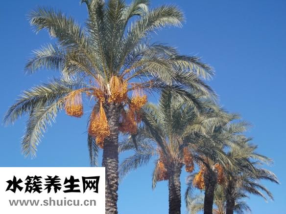 椰枣的功效与作用