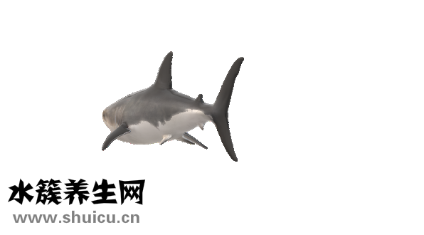 裙带菜和海带的区别