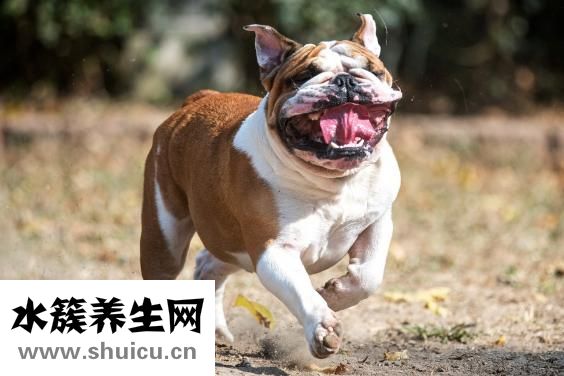 茯神的功效与作用