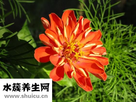 当归四逆汤