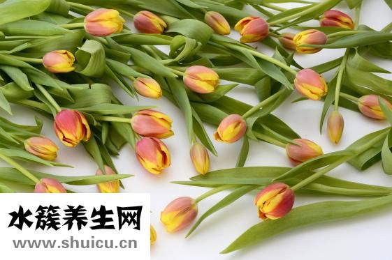 茯神的功效与作用